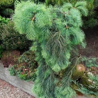 Abies concolor fagerhult