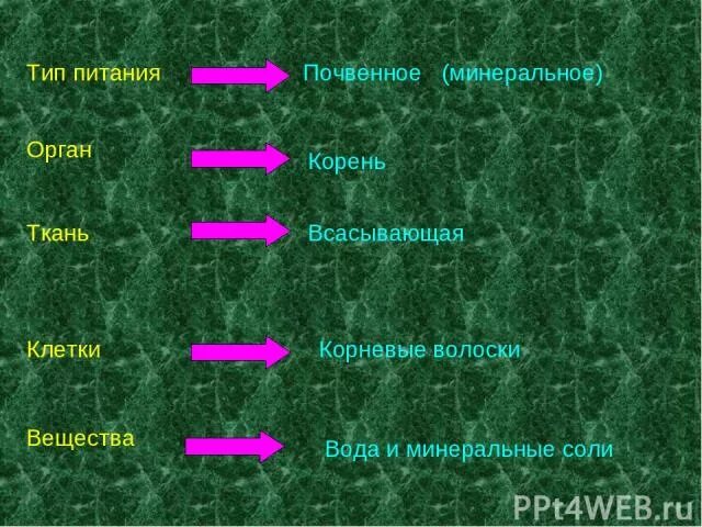 Минеральное питание клеток. Типы питания растений. Ткань почвенного питания. Почвенное питание растений. Структура почвенного питания.