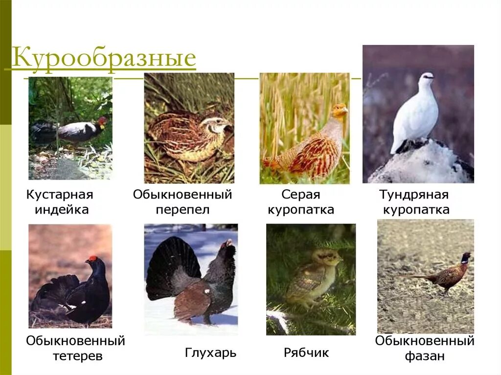 Курообразные отряды птиц. Отряд курообразные. отряд курообразные представители. курообразные птицы представители. отряд куриные.
