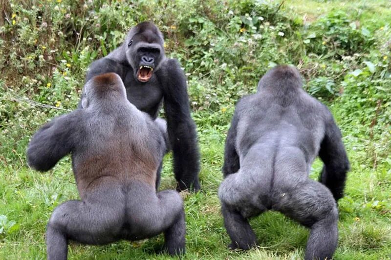 Самка гоняет самца. Горилла и шимпанзе. Самец горилла и самка горилла. Бонобо семенники. Большие обезьяны.