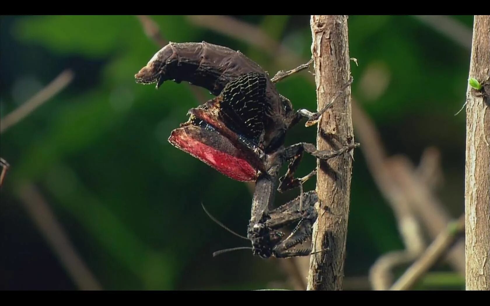 Насекомые старшая группа. Видеоряд с насекомыми дляетей. Включи про насекомых. Изучаем насекомых для детей. Фараоновые муравьи муравейник.