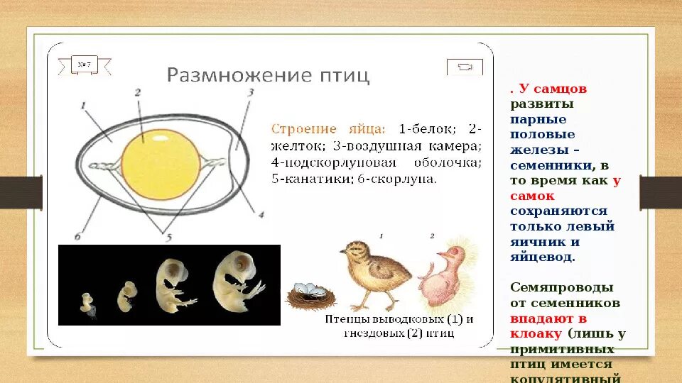 Тест размножение птиц