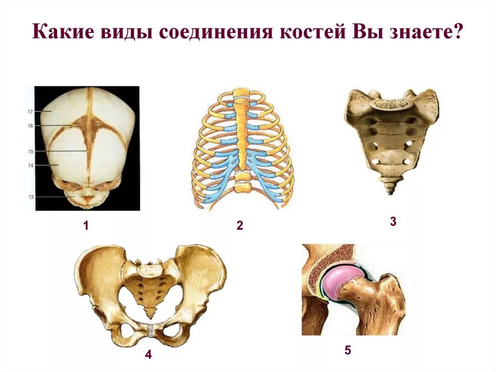 Типы соединения костей без подписи 8 кл. Полуподвижные соединения костей. Функции неподвижного соединения костей. Неподвижное соединение костей.