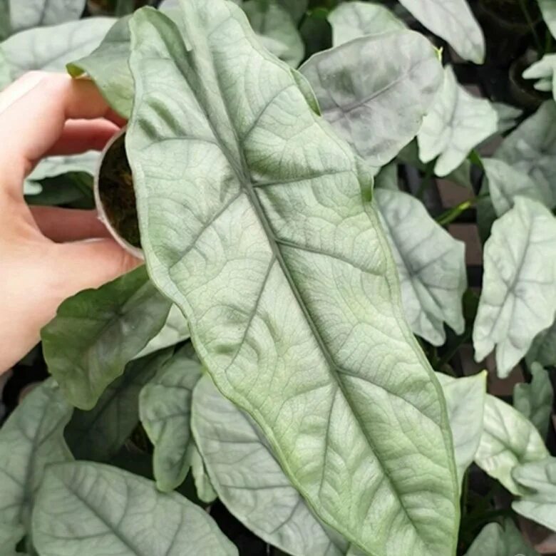 Алоказия heterophylla silver. Алоказия puncakborneensis. Алоказия хетерофилла металлик. Алоказия хетерофилла металлик. Алоказия гетерофилла.
