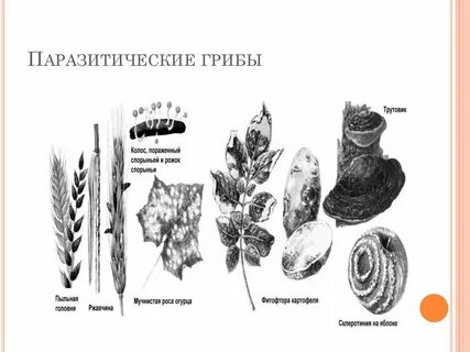 Трутовик фитофтора