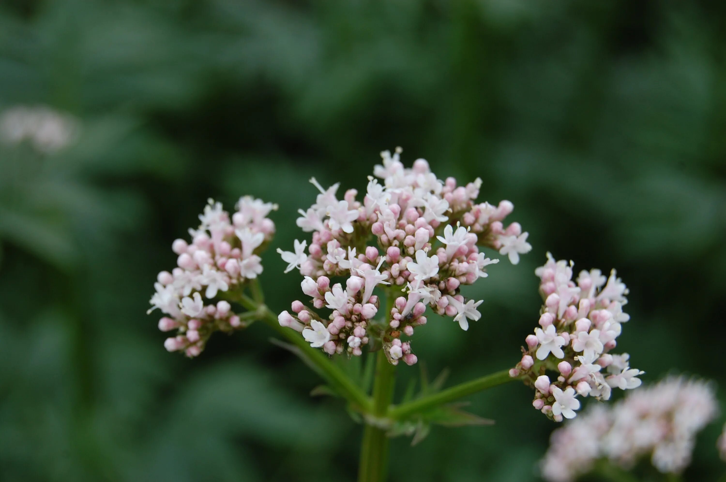 Валерьянка что делает. Валериана лекарственная (Valeriana officinalis). Валериана бузинолистная. Valeriana officinalis семейство. Валериана двудомная.