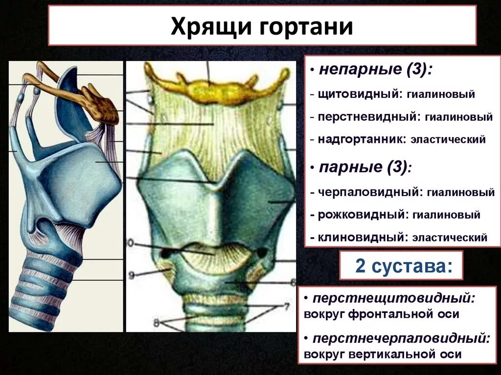 Укажите хрящи гортани. Надгортанник и щитовидный хрящ. Гиалиновые хрящи гортани. Рожковидный хрящ. Перечислите парные хрящи гортани.