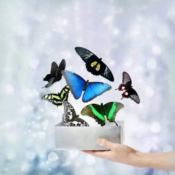 Украшение комнаты бабочками из бумаги. Салют из тропических бабочек. Коробочка с живыми бабочками. Бабочки вылетают рисунок. Книжная скульптура бабочки.