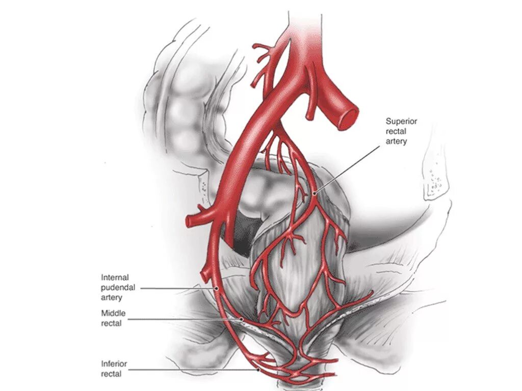 Кровоснабжение прямой кишки артерии. Верхняя прямокишечная артерия. Средняя прямокишечная артерия. Артерии таза анатомия.