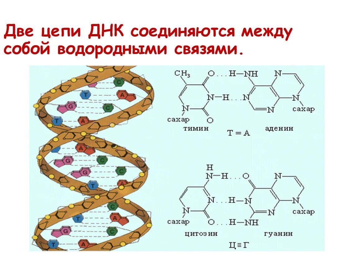 Состав второй цепи днк