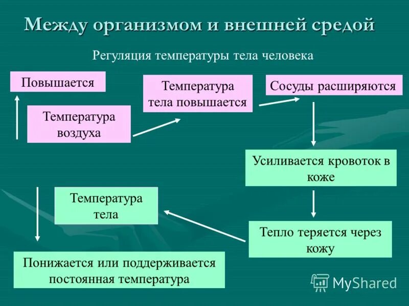 Регуляция температуры тела. Регуляция температуры тела. Механизмы регуляции температуры тела. Регуляция температуры тела. Процессы происходящие при регуляция температура тела.