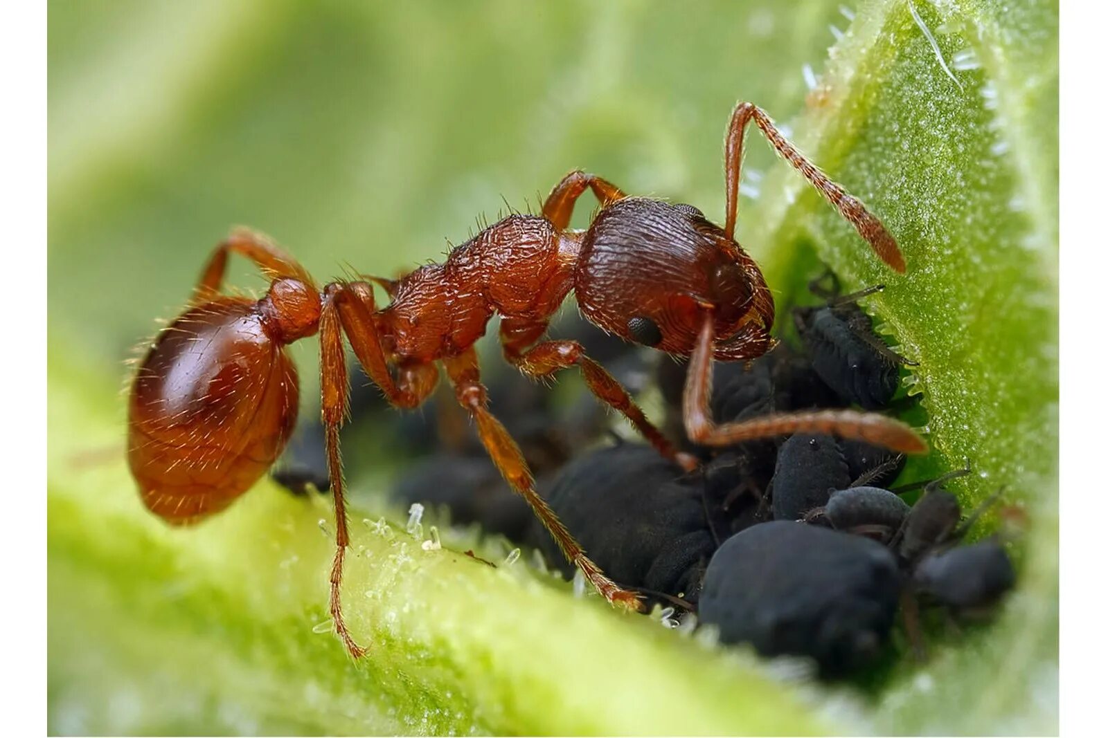 Муравьи Myrmica rubra. Мирмика Рубра. Лесные муравье рыжая мирмика. Красный Лесной муравей.