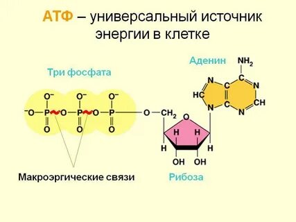 Образуется вещество атф