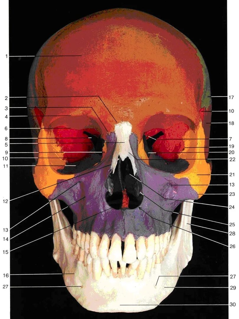 Ротовая полость анатомия черепа. Строение лицевого черепа. Лицевой череп анатомия. Полости лицевого черепа