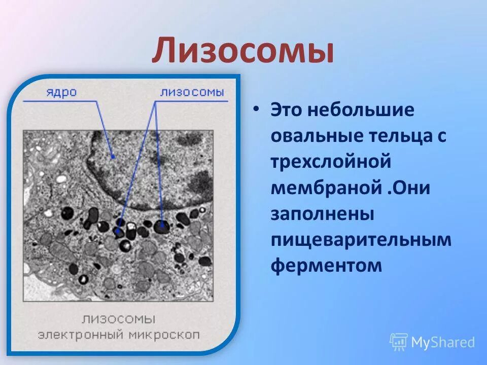 Лизосомы в микроскопе. Электронограмма вторичной лизосомы. Лизосомы строение. Лизосомные мембраны.