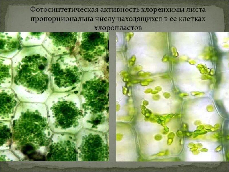 Фотосинтетический коэффициент. Хлоренхима ткань растений. Основная фотосинтетическая масса растений. Фотосинтетические пигменты высших растений. Основная фотосинтетическая масса растений.