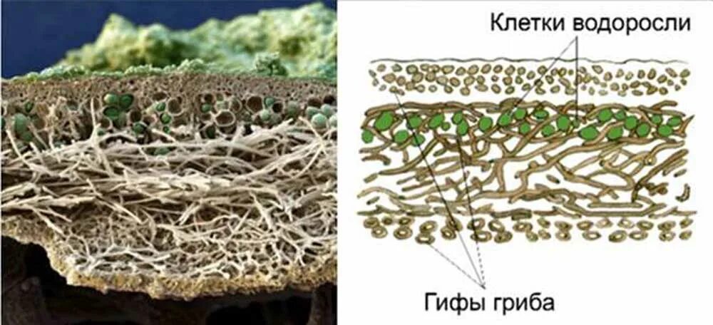 Гриб снабжает водоросль. Строение слоевища лишайника. Строение слоевища лишайников. Срез слоевища лишайника. Поперечный срез слоевища лишайника.
