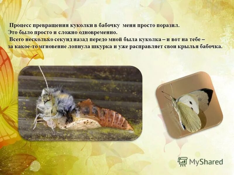 куколка бабочки монарх. превращение кокона в бабочку. процесс превращения куколки. процесс превращения куколки. процесс превращения куколки.