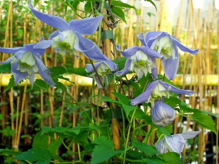 Clematis 'Blue-Dancer' Clematis vine, Clematis, Planting bulbs