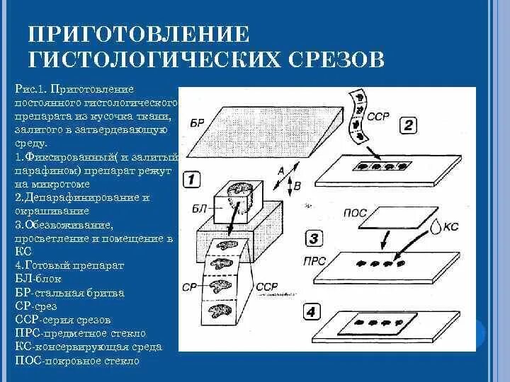Приготовление гистологических препаратов. Этапы приготовления гистологических срезов. приготовление гистологических срезов на микротоме. последовательность приготовления гистологического препарата. методы приготовления препарата в гистологии.