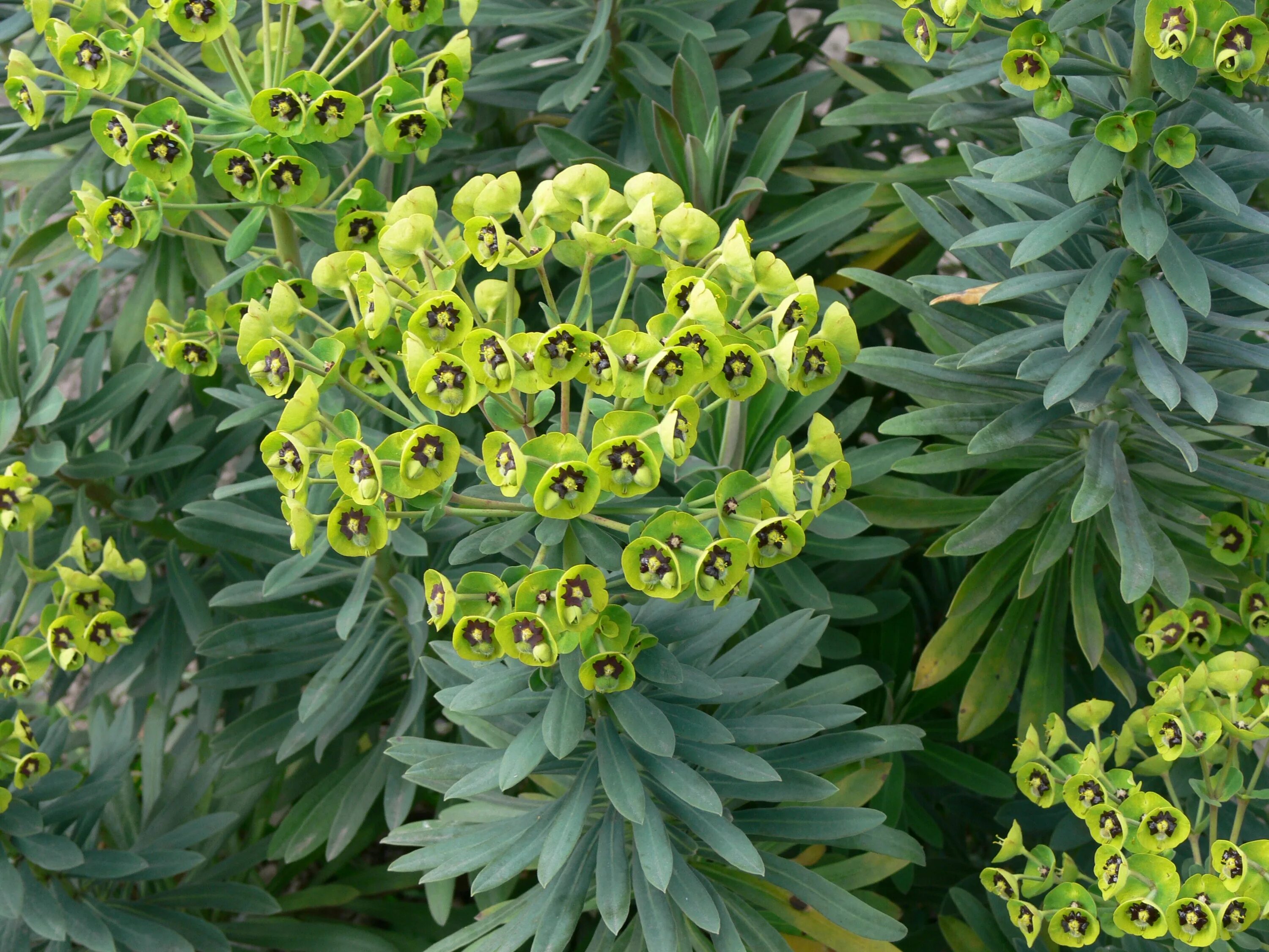 Молочай авасмонтана. Молочай (Euphorbia). Молочай камнелюбивый. Эуфорбия молочай садовый. Как цветет молочай