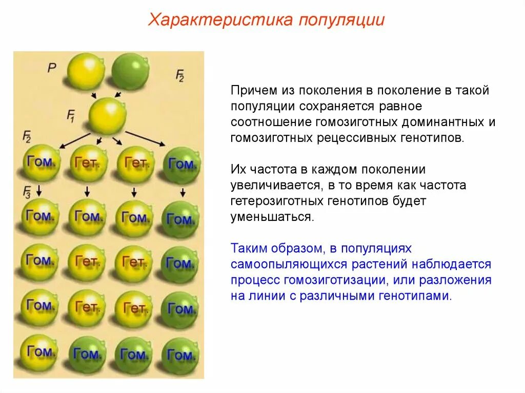 Гетерозиготность популяции. Генетика популяций презентация 11 класс. гетерозиготные популяции это. популяционная генетика. поколение это в биологии.