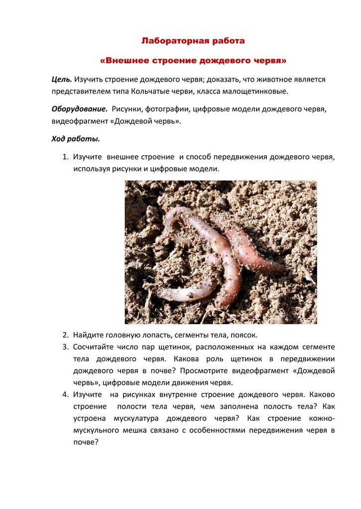 Дождевой червь выполняемая функция. Лабораторная работа внешнее строение дождевого червя. биология 7 класс внешнее строение дождевого червя. лабораторная работа дождевой червь 7 класс. лабораторная работа по биологии внешнее строение дождевого червя.