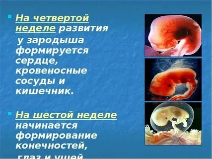 В какой среде развивается зародыш