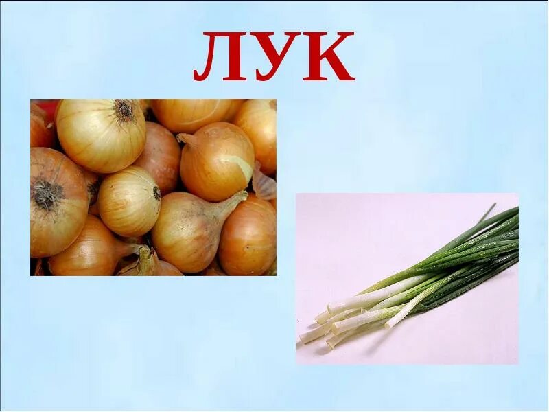 Интересные факты о луке. Лук презентация для детей. Проект про лук в средней группе. Презентация зеленый лук. Лук презентация для детей.