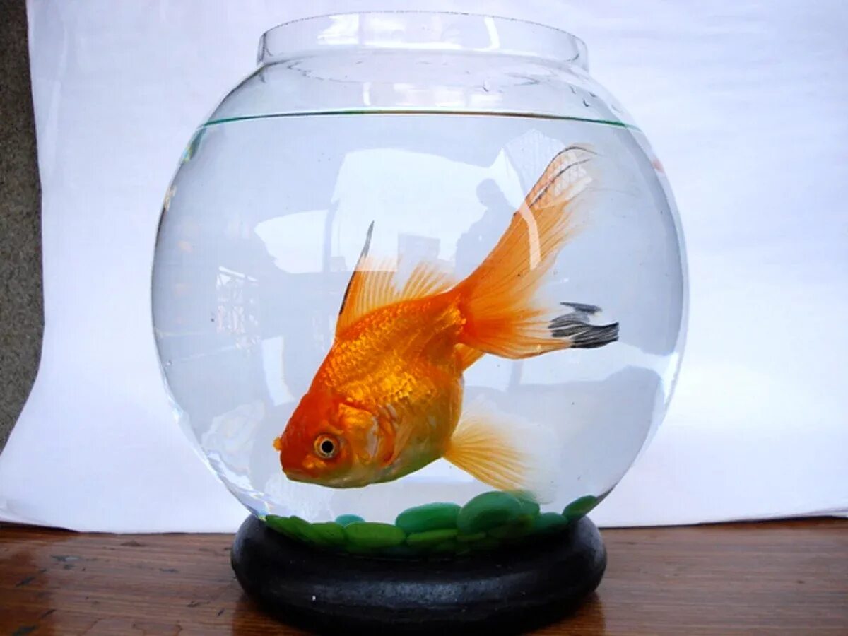 аквариум наполнен доверху водой с какой. сила давления на стенку аквариума. с какой силой вода давит на стенку аквариума длиной 50 см и высотой 30 см. с какой средней силой давит вода на стенку аквариума длиной. давление на дно аквариума.