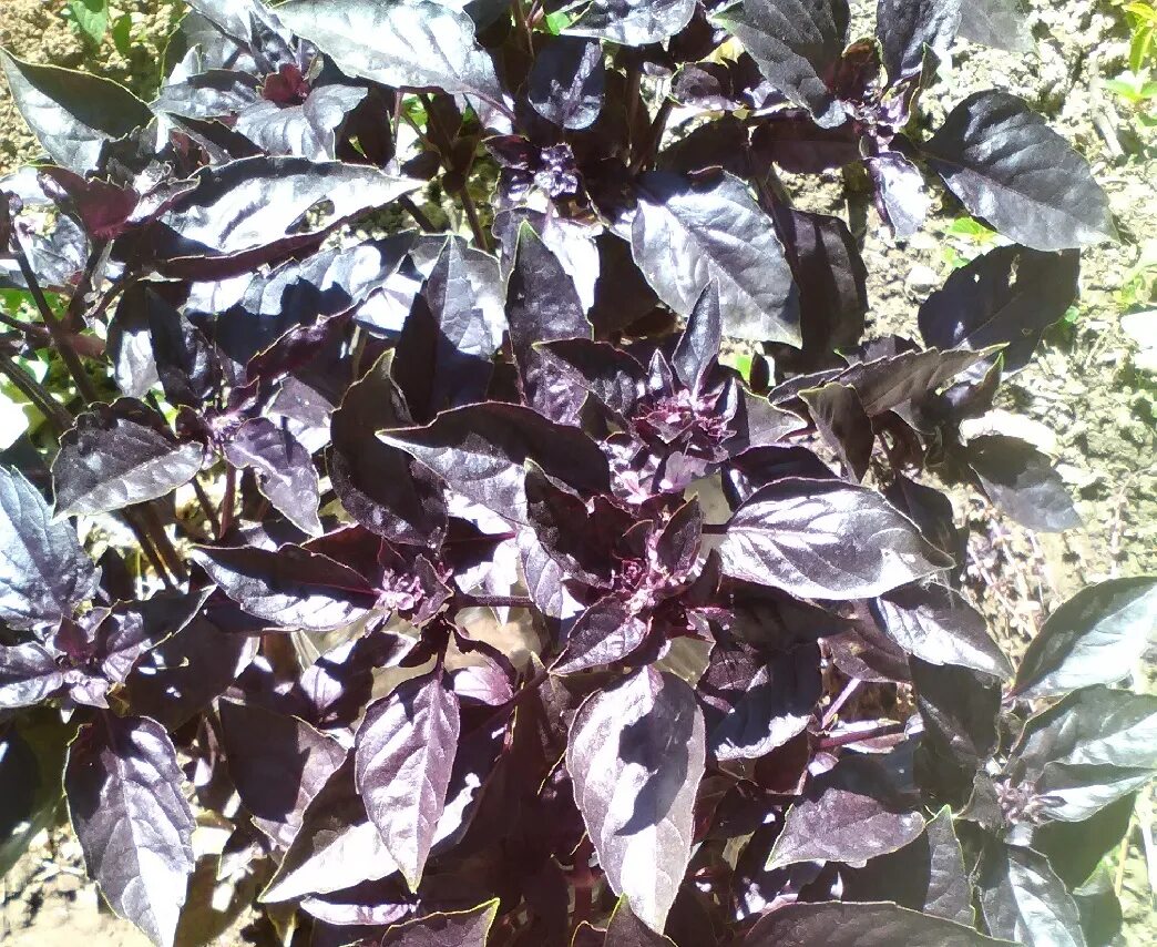 Лучшие сорта базилика. Базилик зеленый ароматный. Сорта базилика для открытого грунта. Базилик мелколистный сорта. Лучшие сорта базилика.