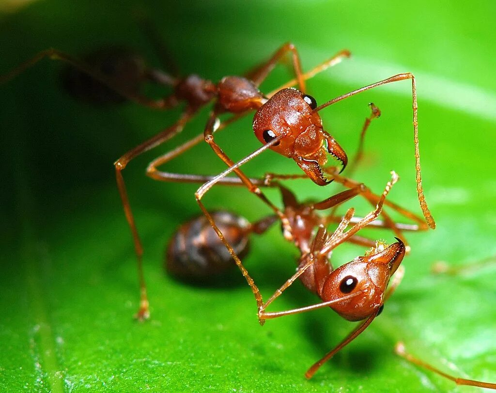 Муравей фото. Семейство муравьи (Formicidae). Бенгальский муравей. Мурьви. Murovei.