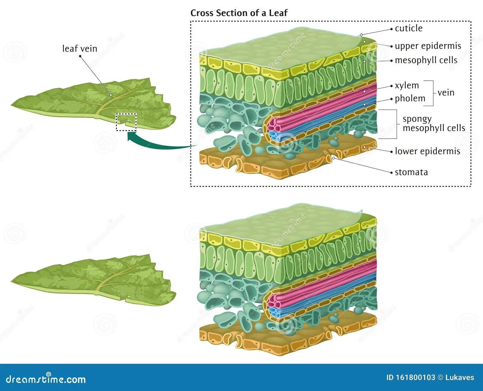 Мезофилл листовой пластинки. Поперечное сечение листа основная ткань. Поперечный срез листа традесканции. Строение мезофилла листа. Поперечное сечение листа основная ткань на рисунке.