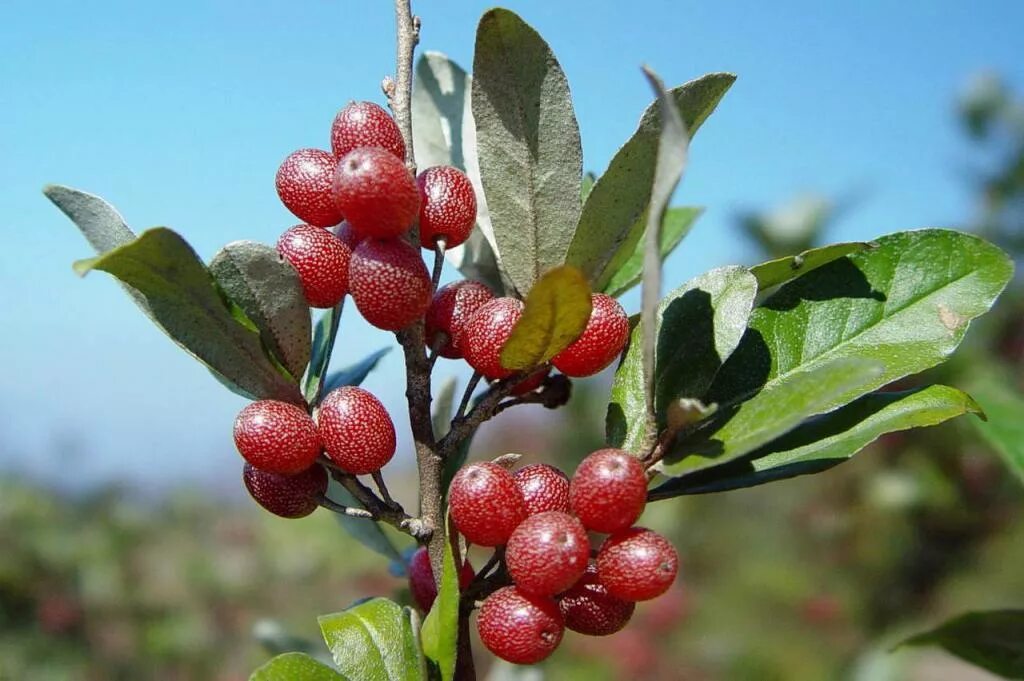 Лох сорта