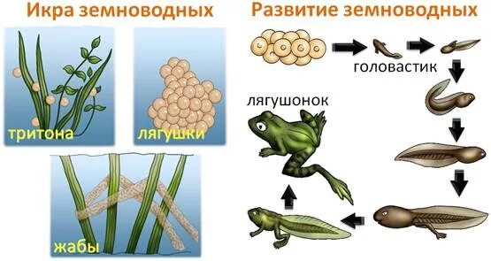 Развитие животных. Развитие и размножение рыб и земноводных. Цепочка размножения животных. Схема развития животных.