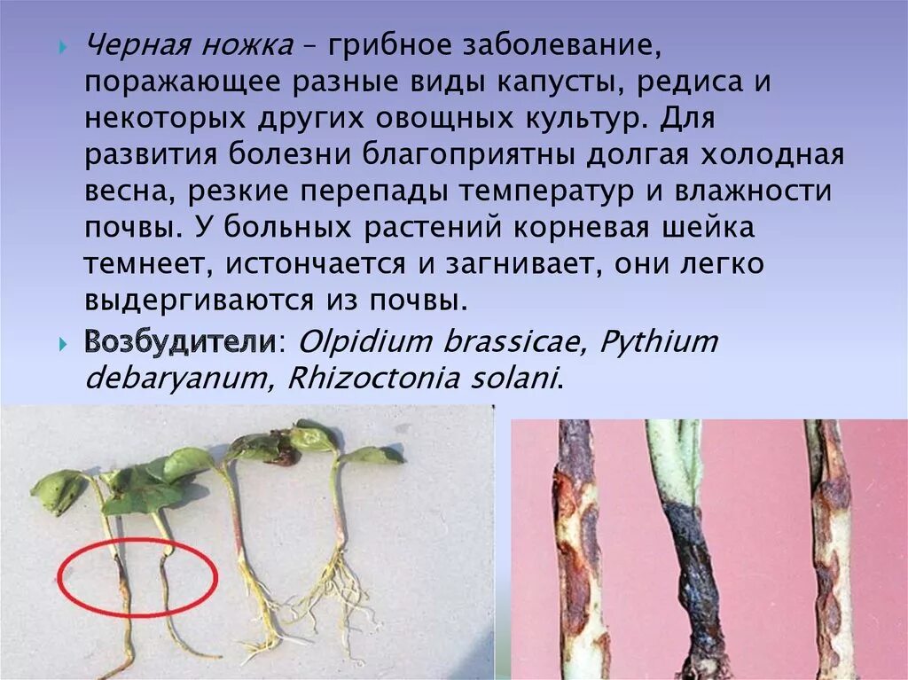 Чёрную ножку капусты (Olpidium brassicae. Заболевание черная ножка. Черная ножка заболевание растений. Заболевание капусты черная ножка. Черная ножка у растений