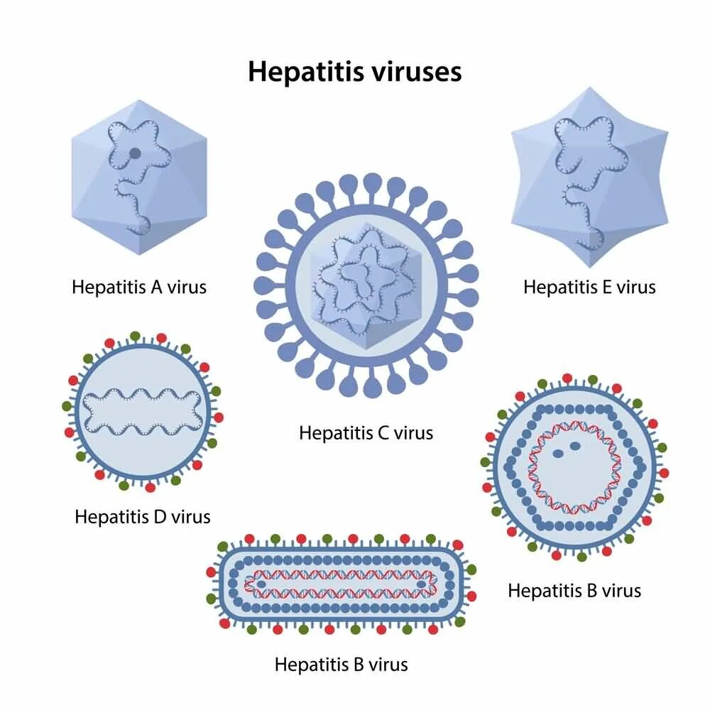 Вирус гепатита а схема. Виды вирусов гепатита. Вирус гепатита в. Вирус гепатита с рисунок.