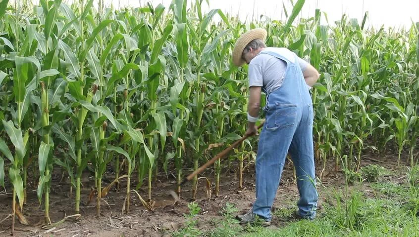 Можно ли посадить кукурузу. Посев кукурузы. Посадка кукурузы. Кукуруза в огороде. Посадка кукурузы в огороде.
