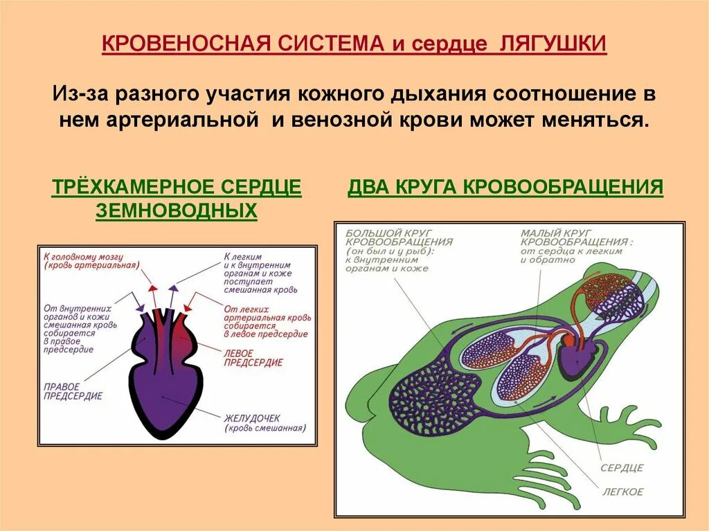 В желудочке земноводных находится кровь