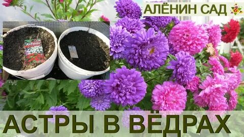 Можно сажать астру под зиму