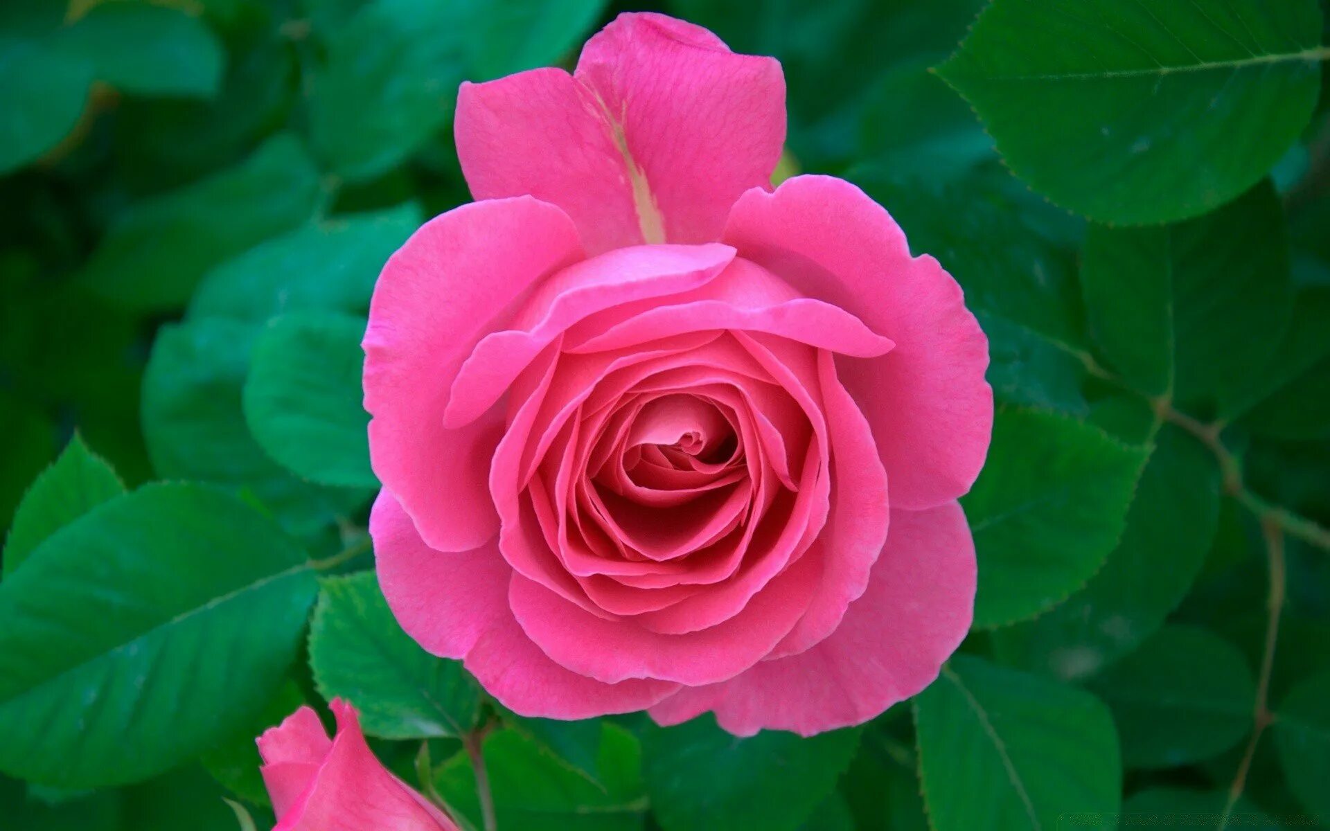 Розовые розы год песни