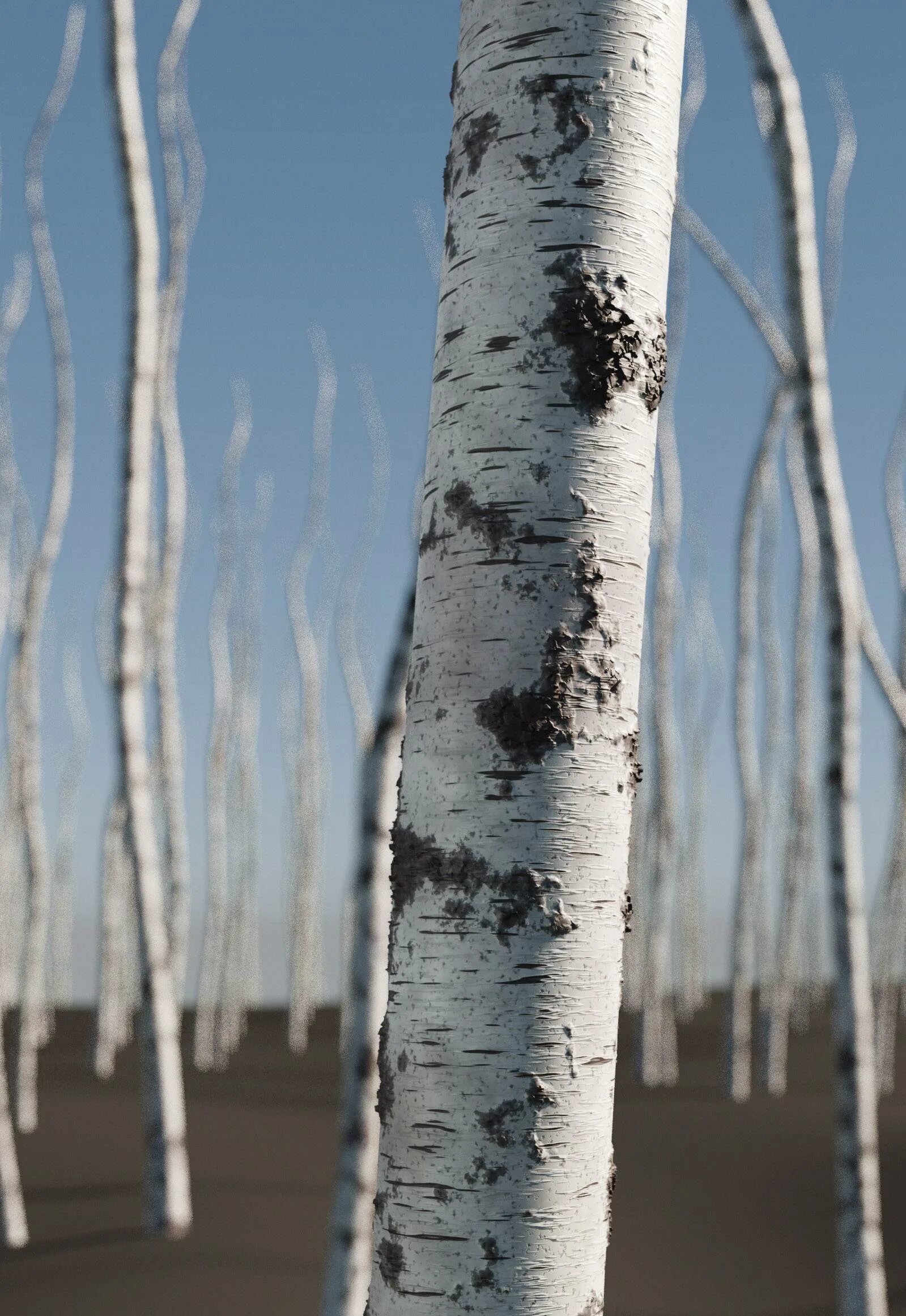 Береста и береза однокоренные слова. Берестов береза. Берестов береза. Береста для розжига купить. Береза бумажная betula papyrifera.