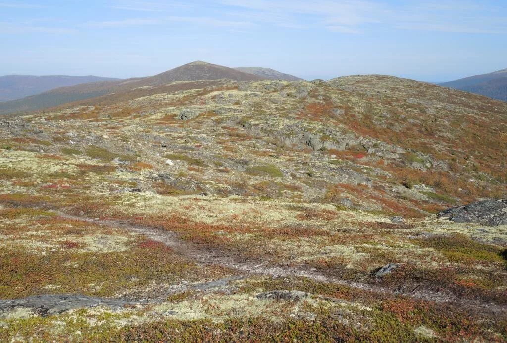 Местная флора тундры. Ландшафт тундры. Средняя субарктическая тундра. Лапландский заповедник мурманская область волчьи тундры. Средняя субарктическая тундра россии.