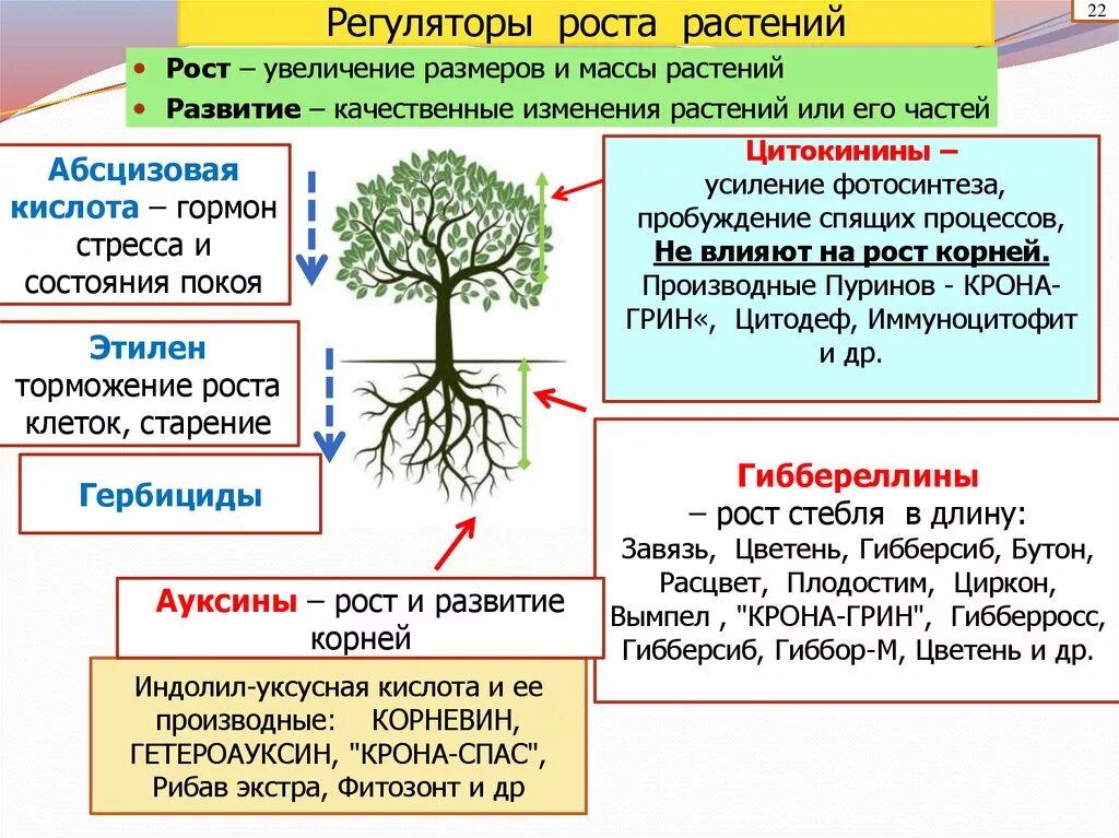 Влияние фитогормонов на рост