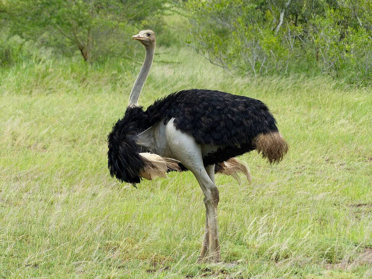 Самый крупный страус. Африканский страус. Черный Африканский страус. Африканский страус самая большая птица в мире. Африканский страус фото.