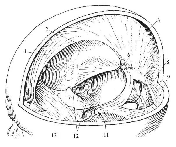 Синус оболочки мозга. Топография синусов твердой мозговой оболочки. Сигмовидный синус твердой мозговой оболочки. Поперечный синус твердой мозговой оболочки. Непарные синусы твердой мозговой оболочки.