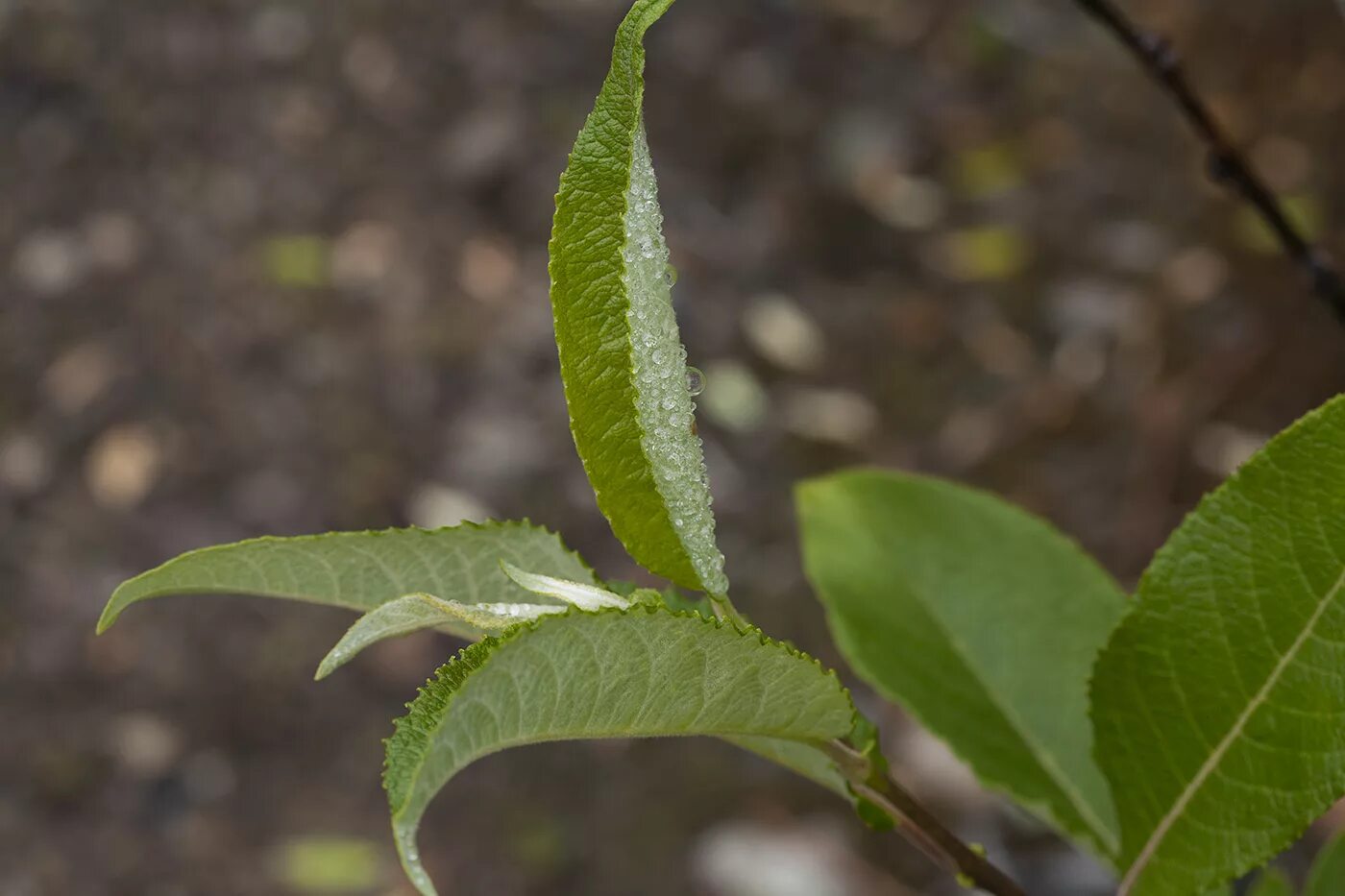 Бредина 6 букв. Ива бредина (Salix caprea). Salix jenisseensis. Ива бредина дерево. Ива Козья бредина.