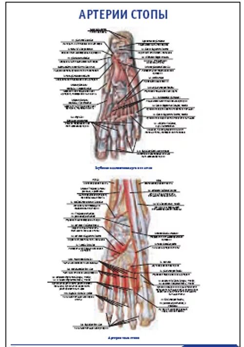 Артерии стопы анатомия. Основные артерии стопы
