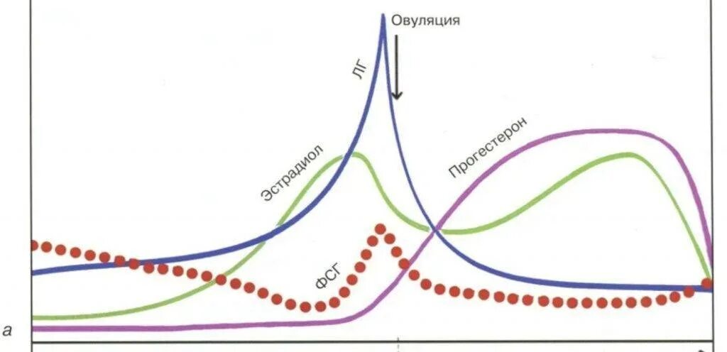 Фазы овуляторного цикла. Лютеинизирующий гормон схема. Пик гормона ЛГ. Фолликулярная фаза гормоны. Пролактин овуляция