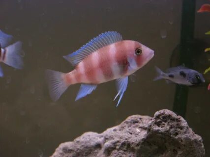 Cyphotilapia frontosa red